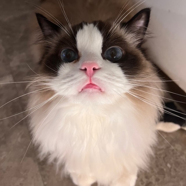 热血江湖小旋风