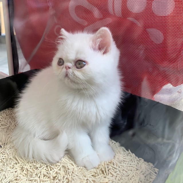 夜行客萧十一郎