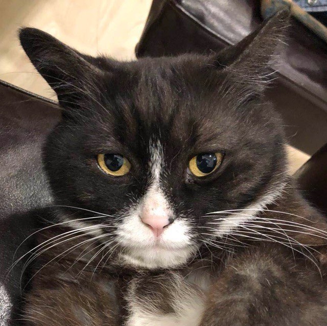 星辰大海的骑士