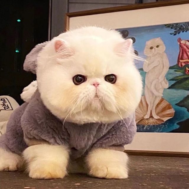 云端漫步者小七