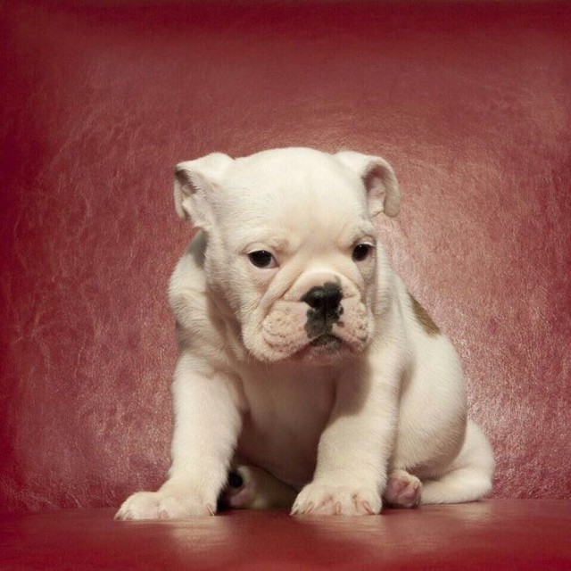 琴棋书画逍遥客